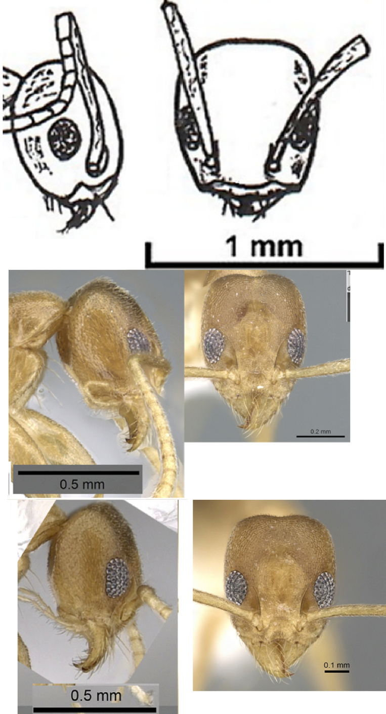 {Technomyrmex parvilflavus}