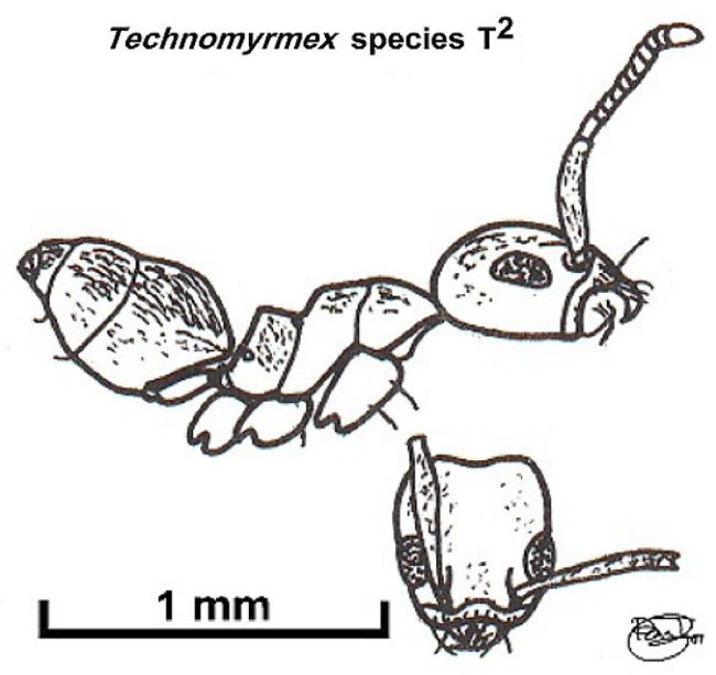 {Technomyrmex species T2}