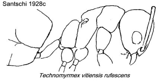 {Technomyrmex vitiensis}