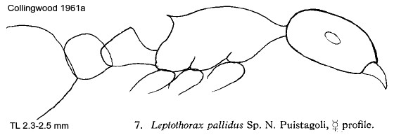 {Leptothorax pallidus}