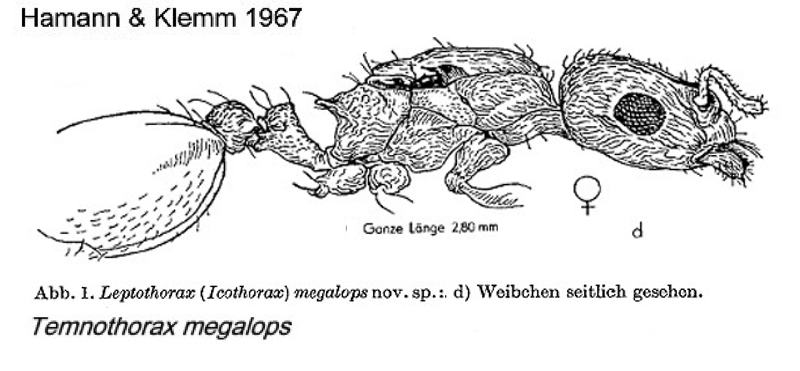 Tenothorax megalops queen