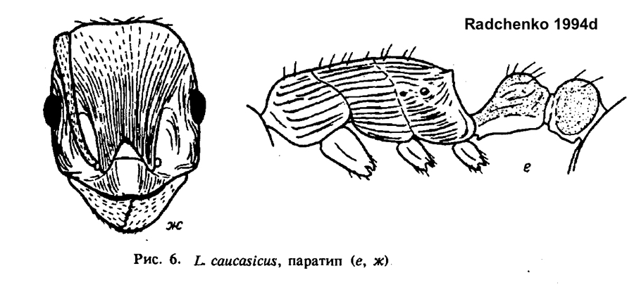 Temnothorax caucasicus