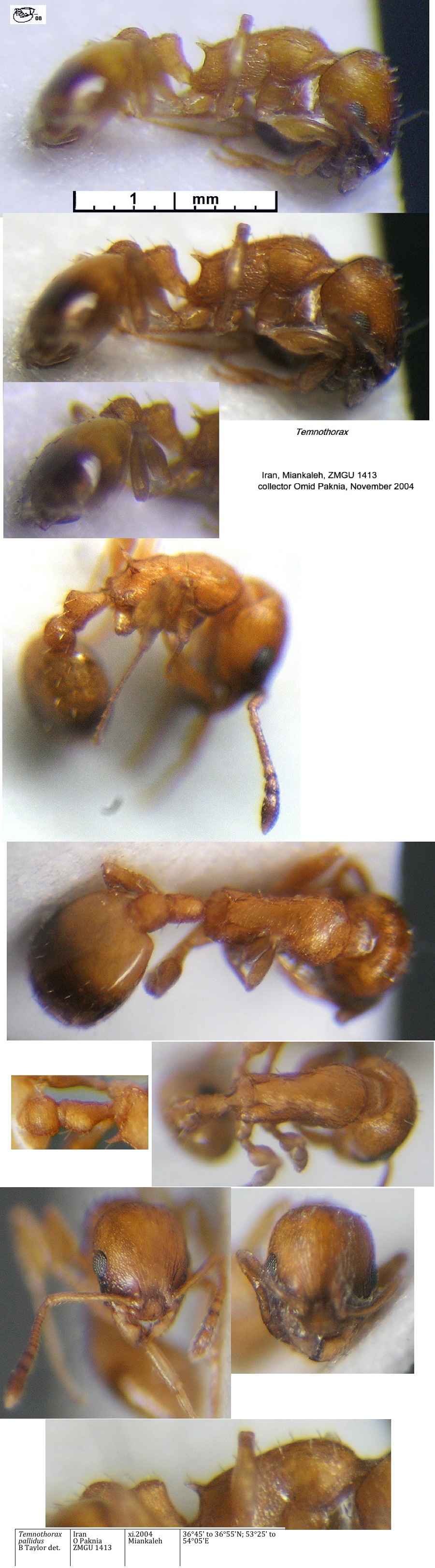Temnothorax pallidus ?}