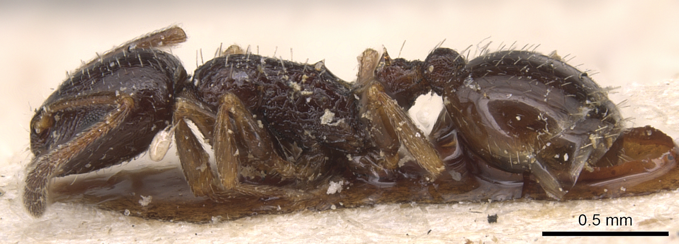 Temnothorax baeticus