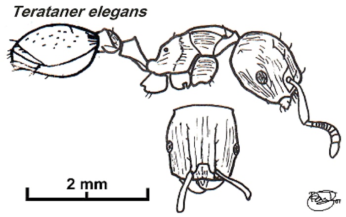 {Terataner elegans}