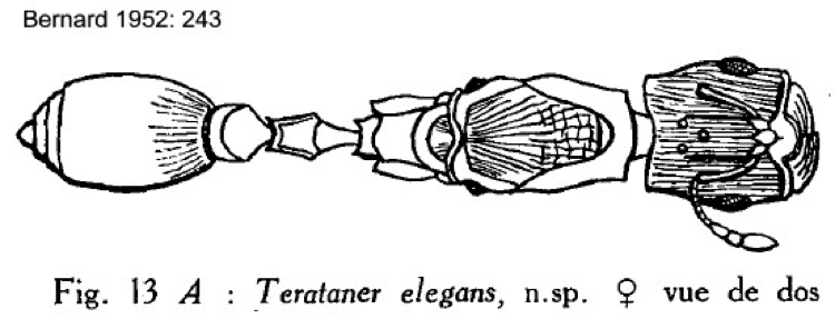 {Terataner elegans queen}