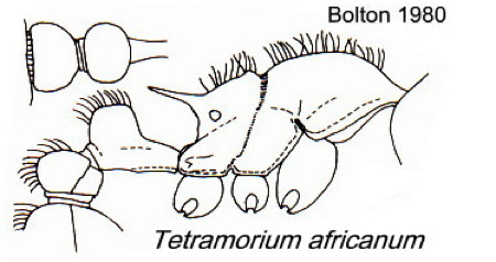 {Tetramorium africanum}
