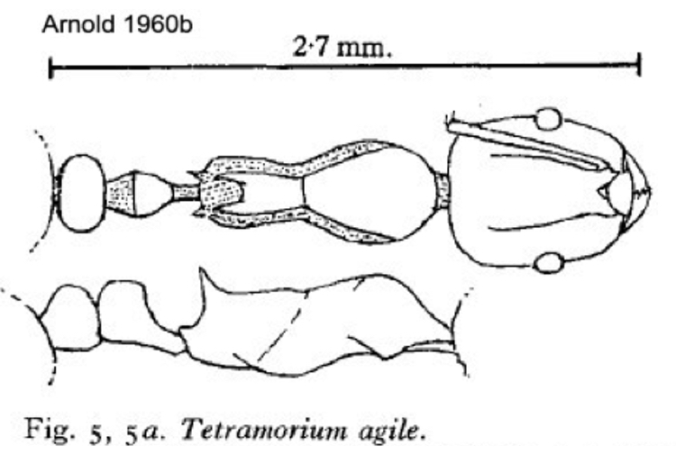 {Tetramorium agile}