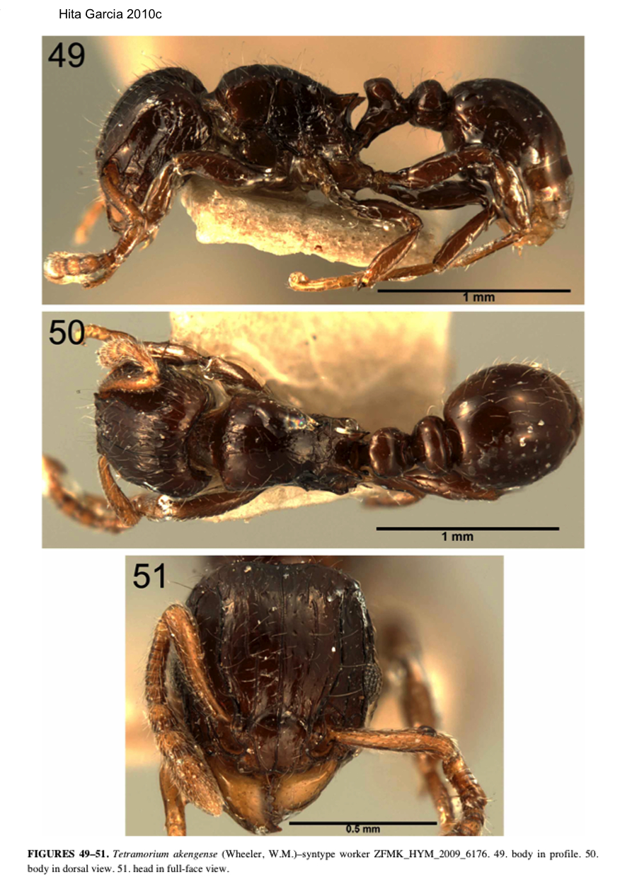 {Tetramorium akengense}