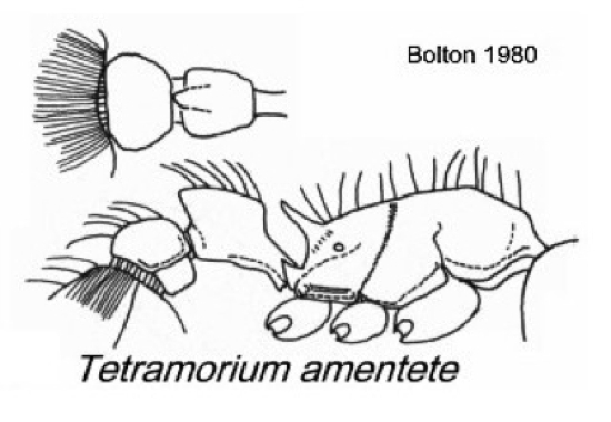 {Tetramorium amentete}