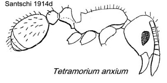 {Tetramorium anxium}