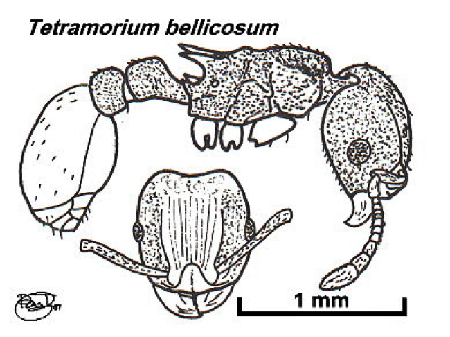 {Tetramorium bellicosum}