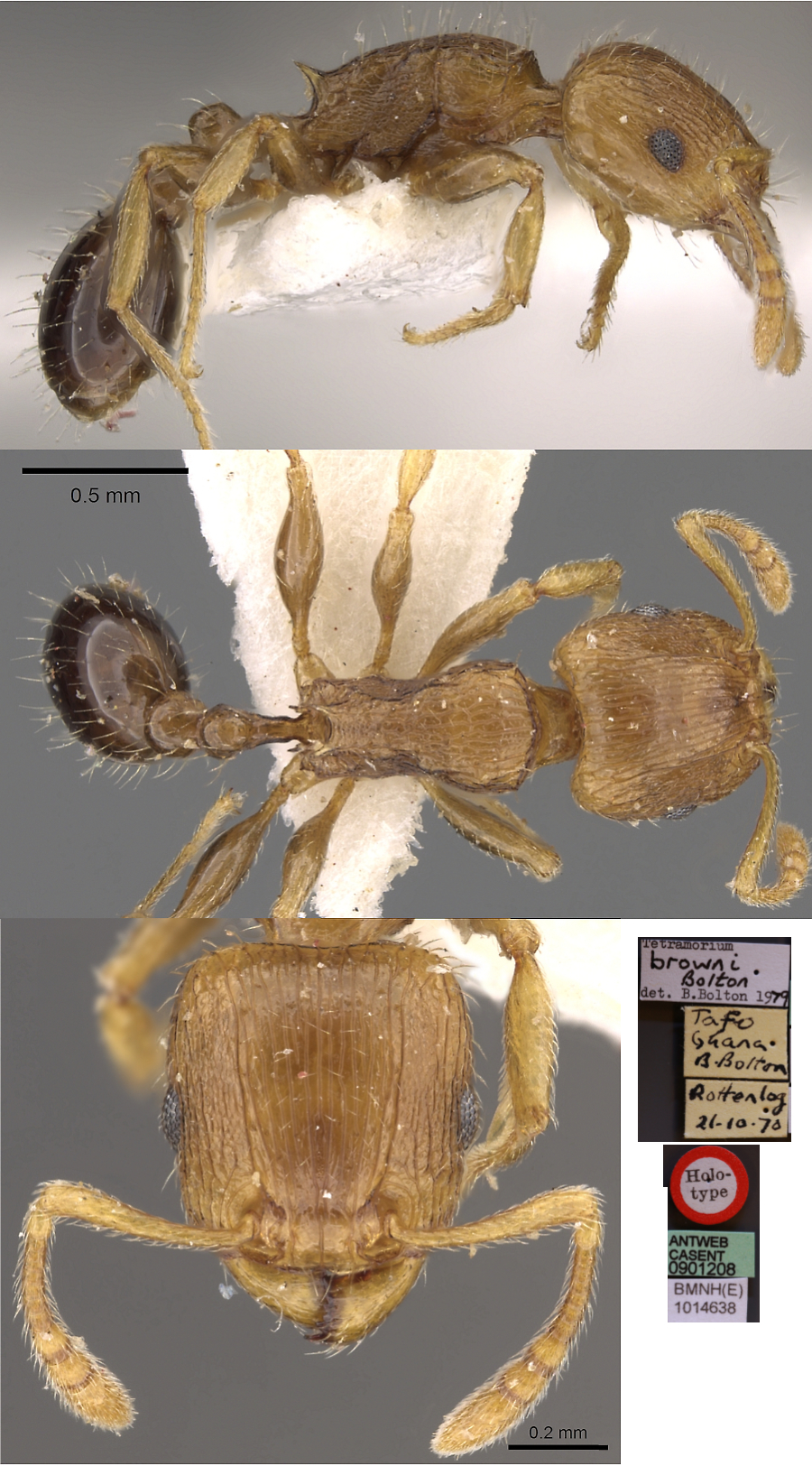 {Tetramorium browni}