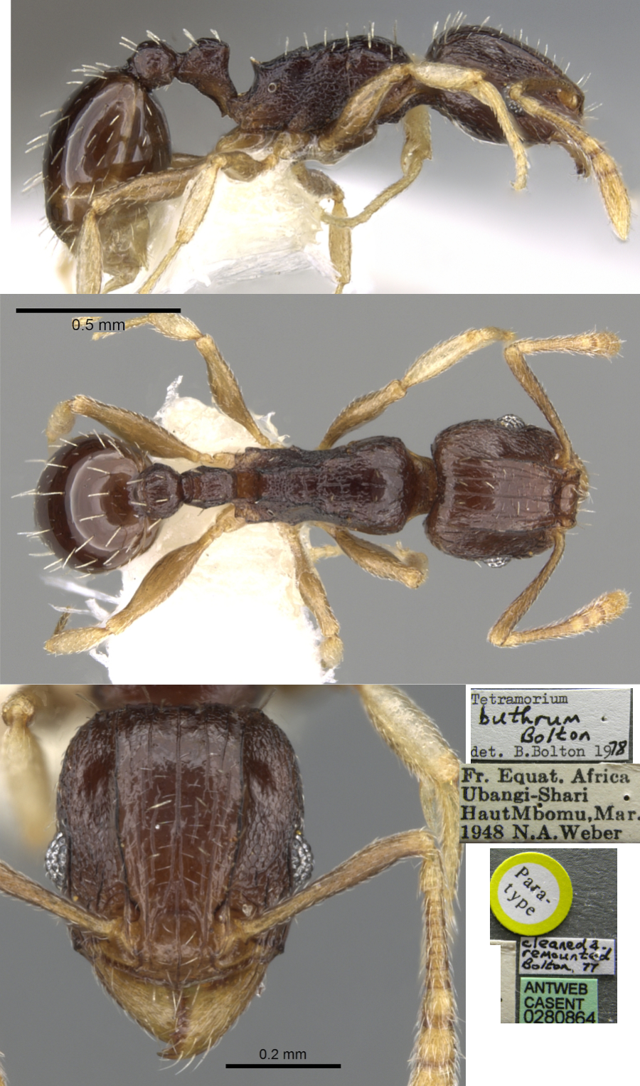 {Tetramorium buthrum}