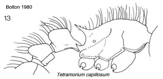 {Tetramorium capillosum}
