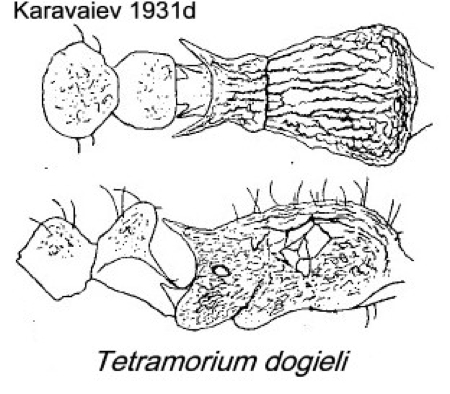 {Tetramorium dogieli}