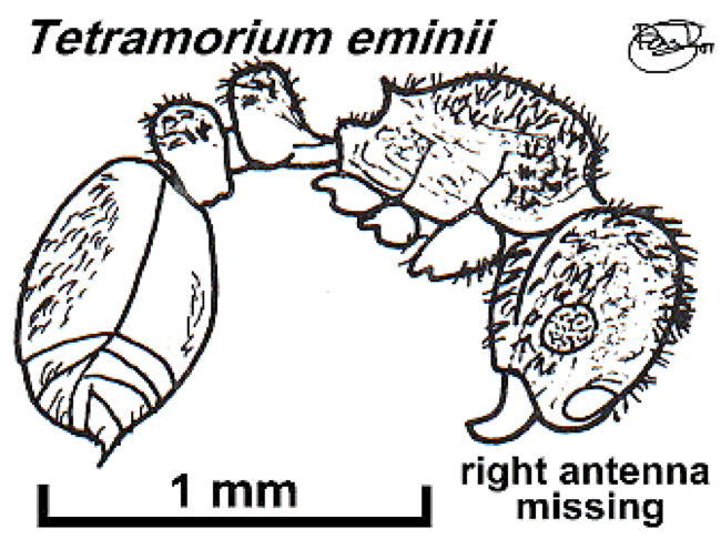 {Tetramorium eminii}