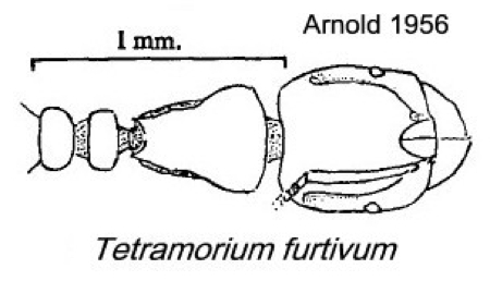 {Tetramorium furtivum}