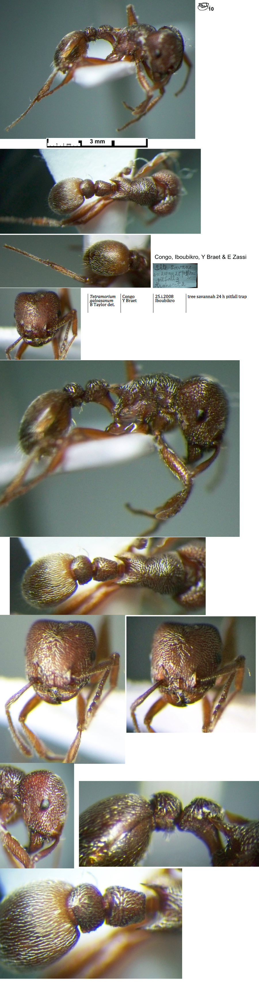 {Tetramorium galoasanum}