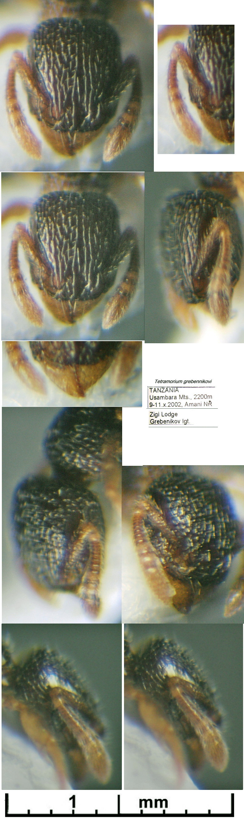 {Tetramorium grebennikovi}