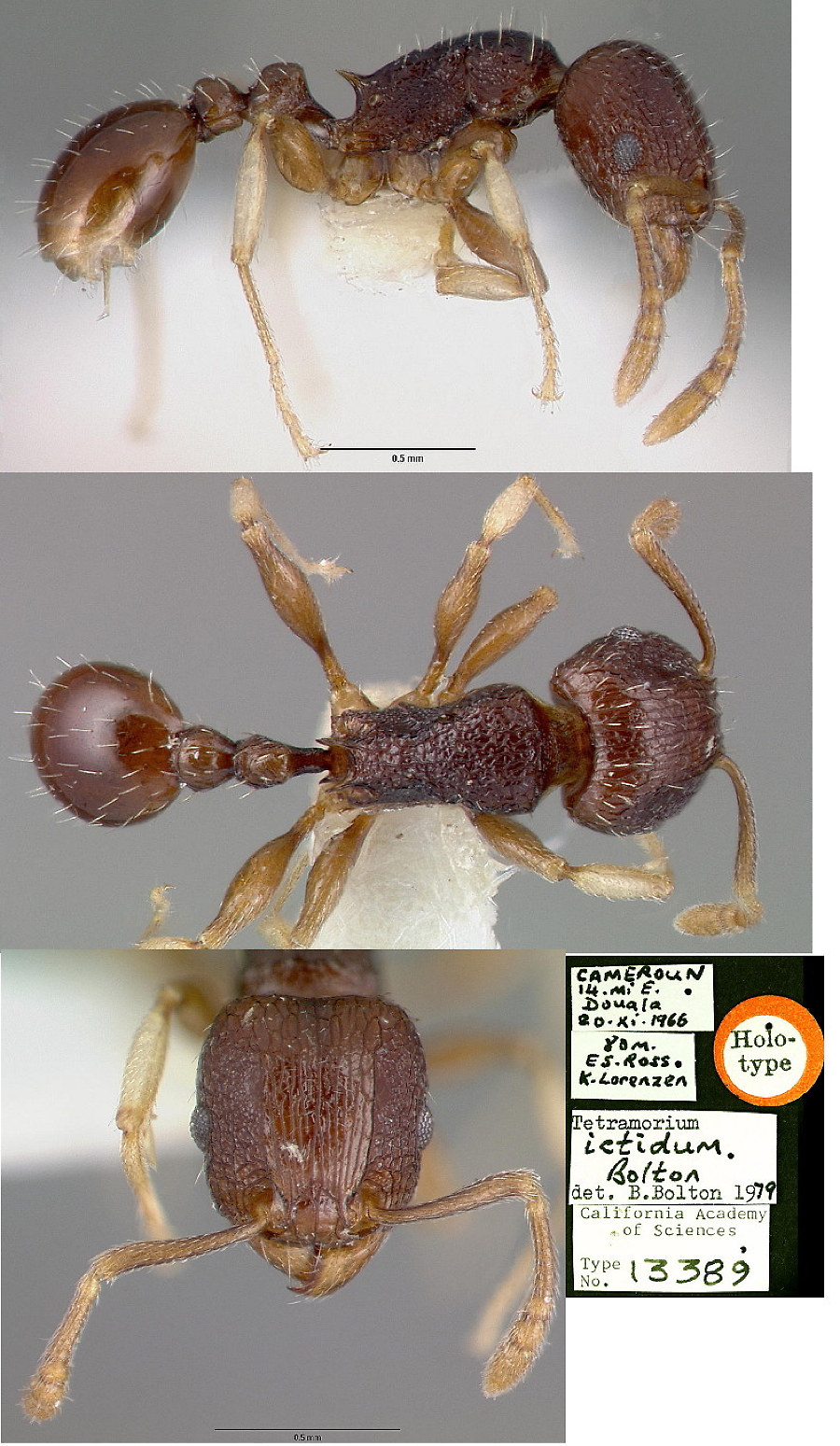 {Tetramorium ictidum}