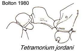 {Tetramorium jordani}