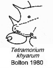 {Tetramorium khyarum}