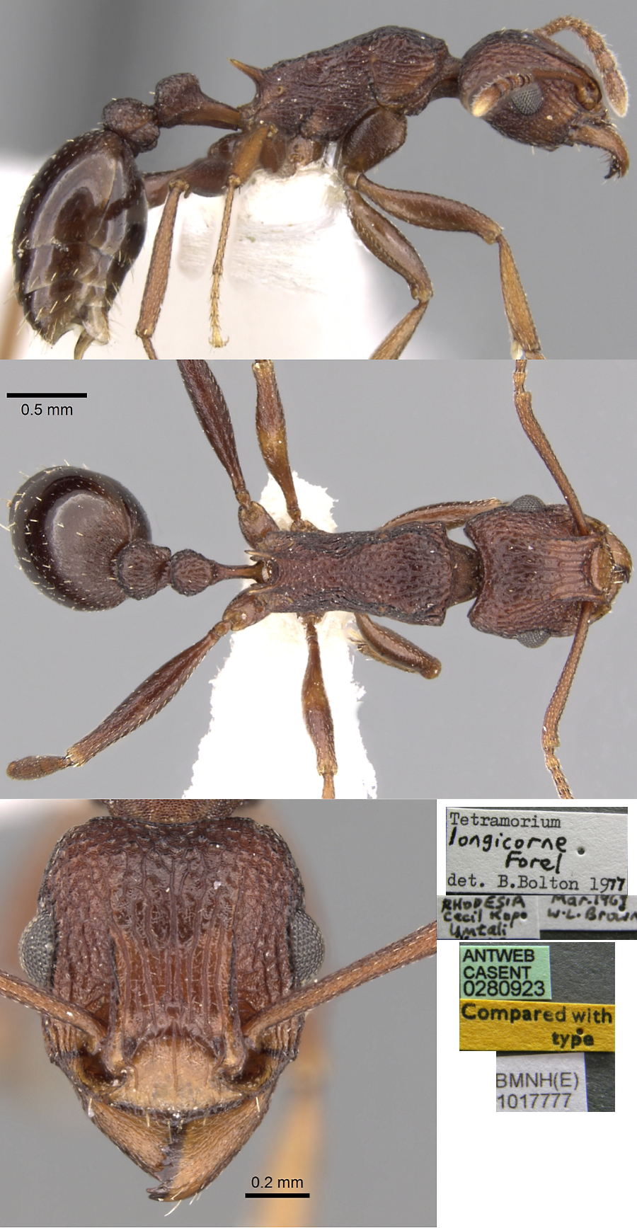 {Tetramorium longicorne}