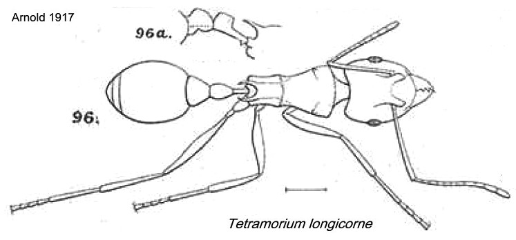 {Tetramorium longicorne}