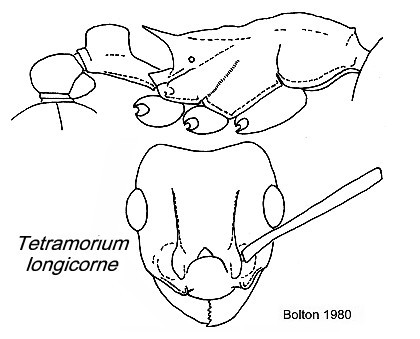 {Tetramorium longicorne}