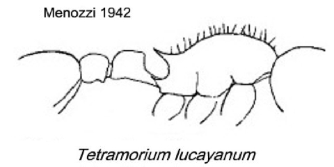 {Tetramorium lucayanum rectinodis}