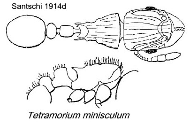 {Tetramorium minisculum}