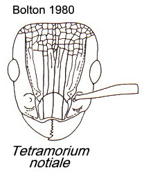 {Tetramorium notiale}