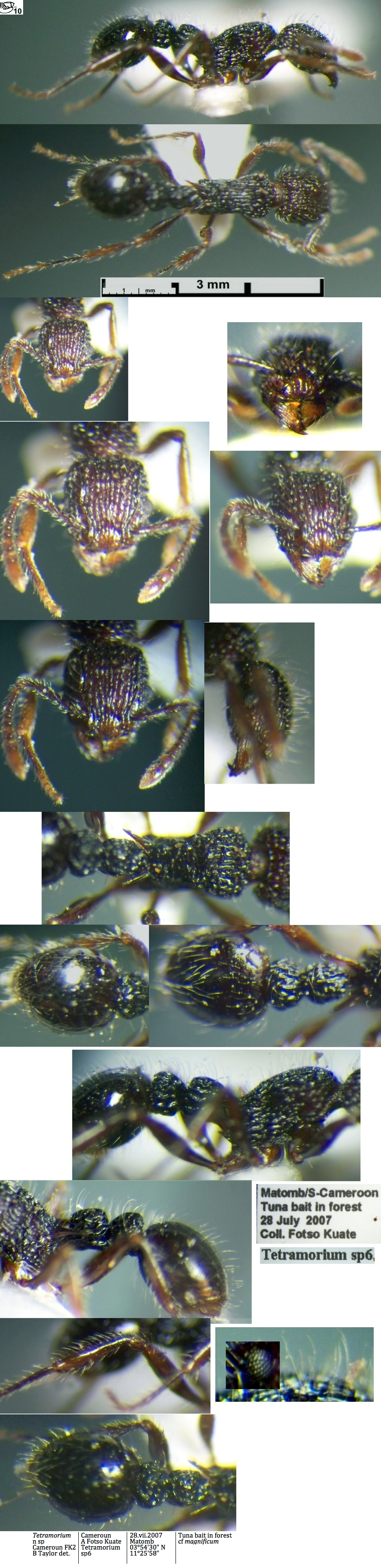 {Tetramorium nsp fk sp06}