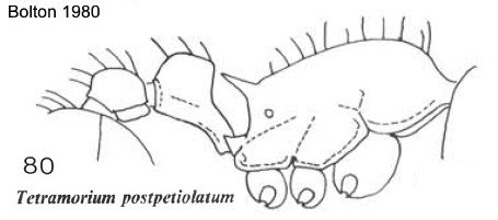 {Tetramorium postpetiolatum}