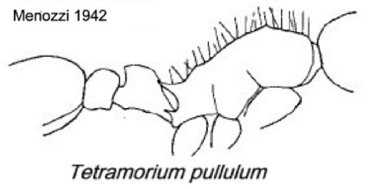 {Tetramorium pullulum fernandensis}