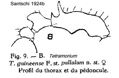 {Tetramorium pullulum}