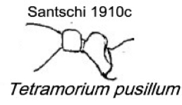 Tetramorium pusillum