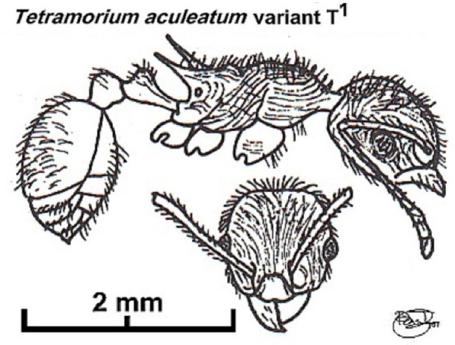 {Tetramorium aculeatum variant}