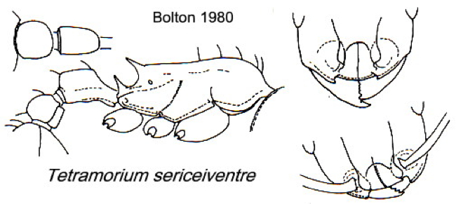 {Tetramorium sericeiventre}