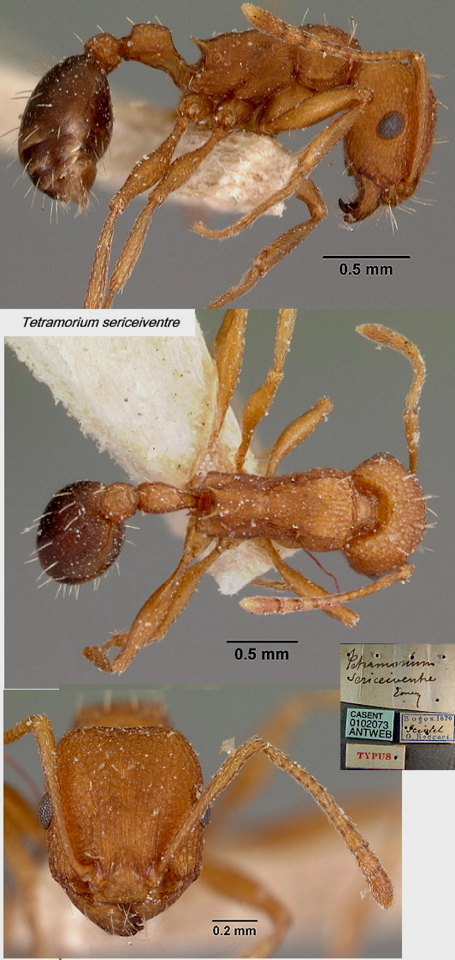 {Tetramorium sericeiventre holotype}