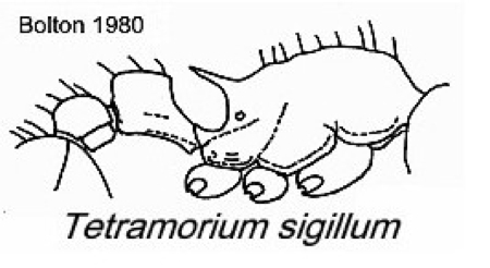 {Tetramorium sigillum}