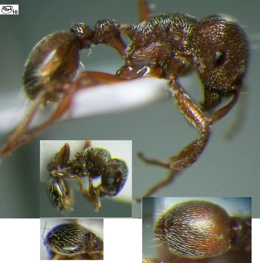 Tetramorium ants from a Congo pitfall trap