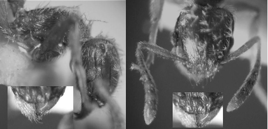 {Tetramorium (Triglyphothrix) nsp fk sp20 head}