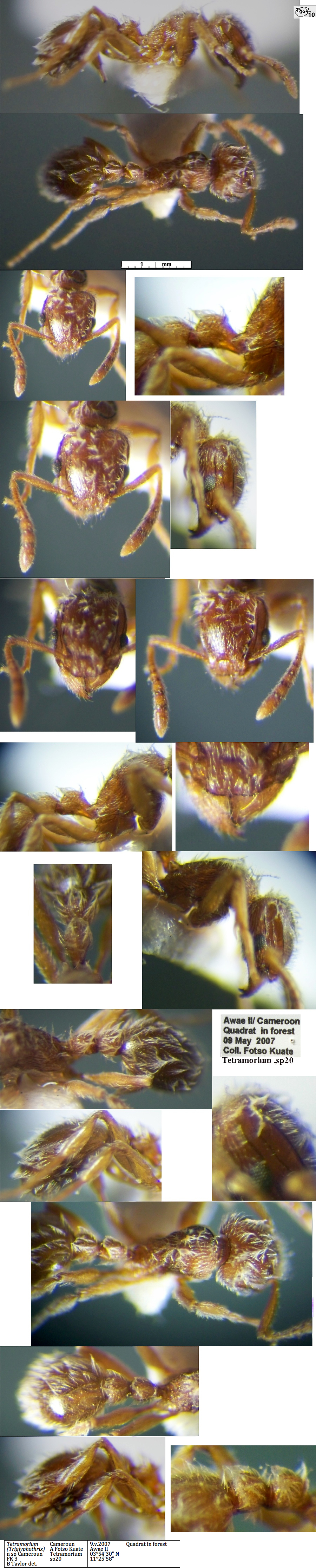 {Tetramorium (Triglyphothrix) nsp fk sp20}