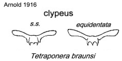 {Tetraponera braunsi}