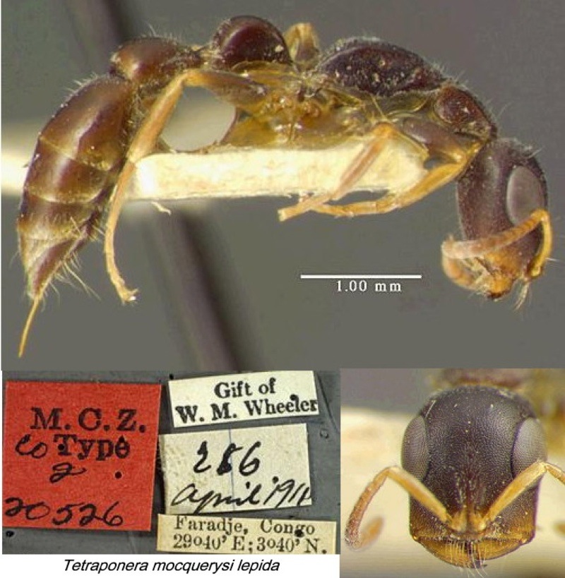 {Tetraponera lepida}