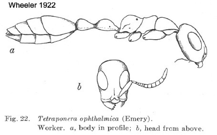 {Tetraponera ophthalmica}