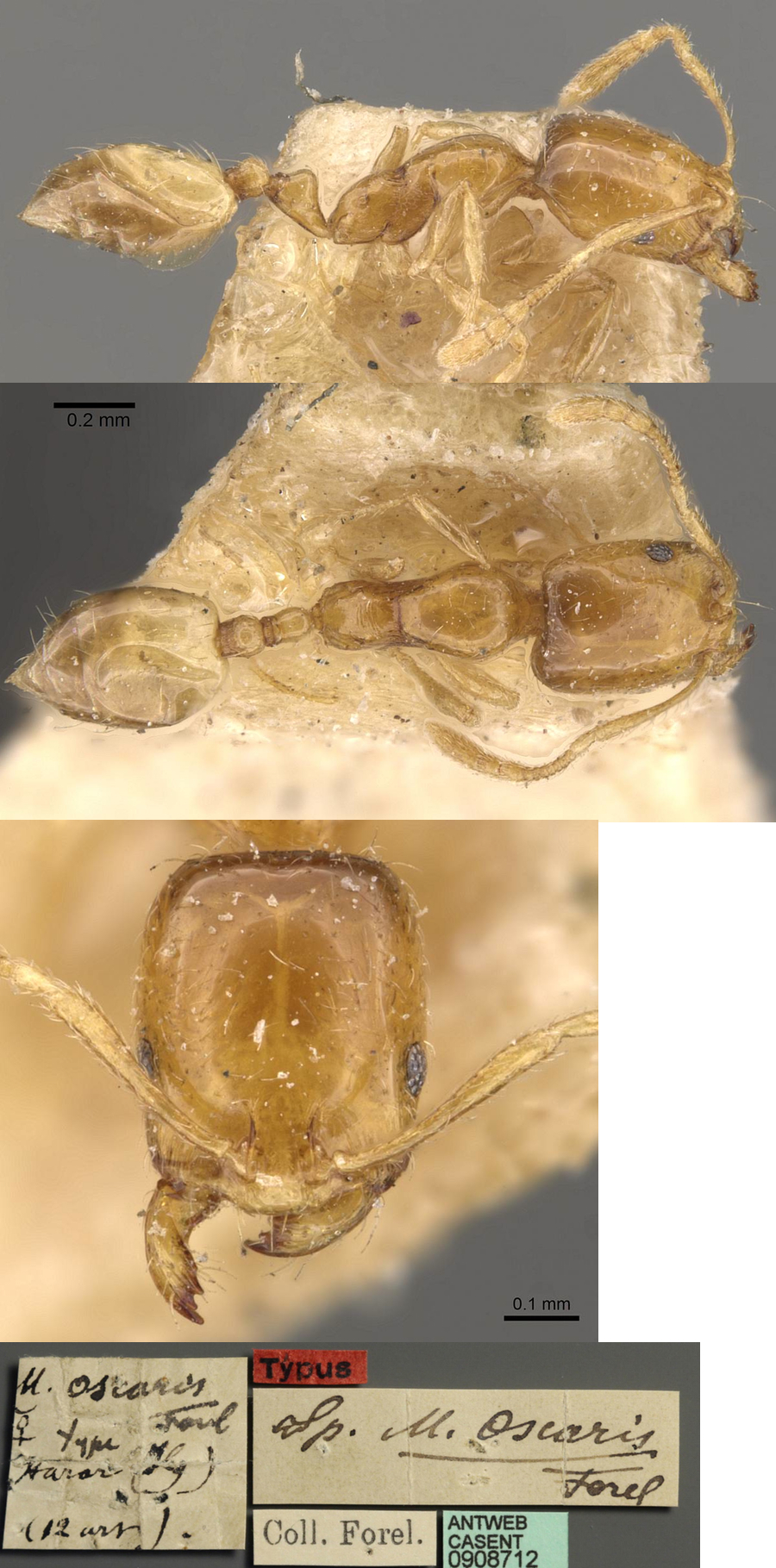 Trichomyrmex oscaris type