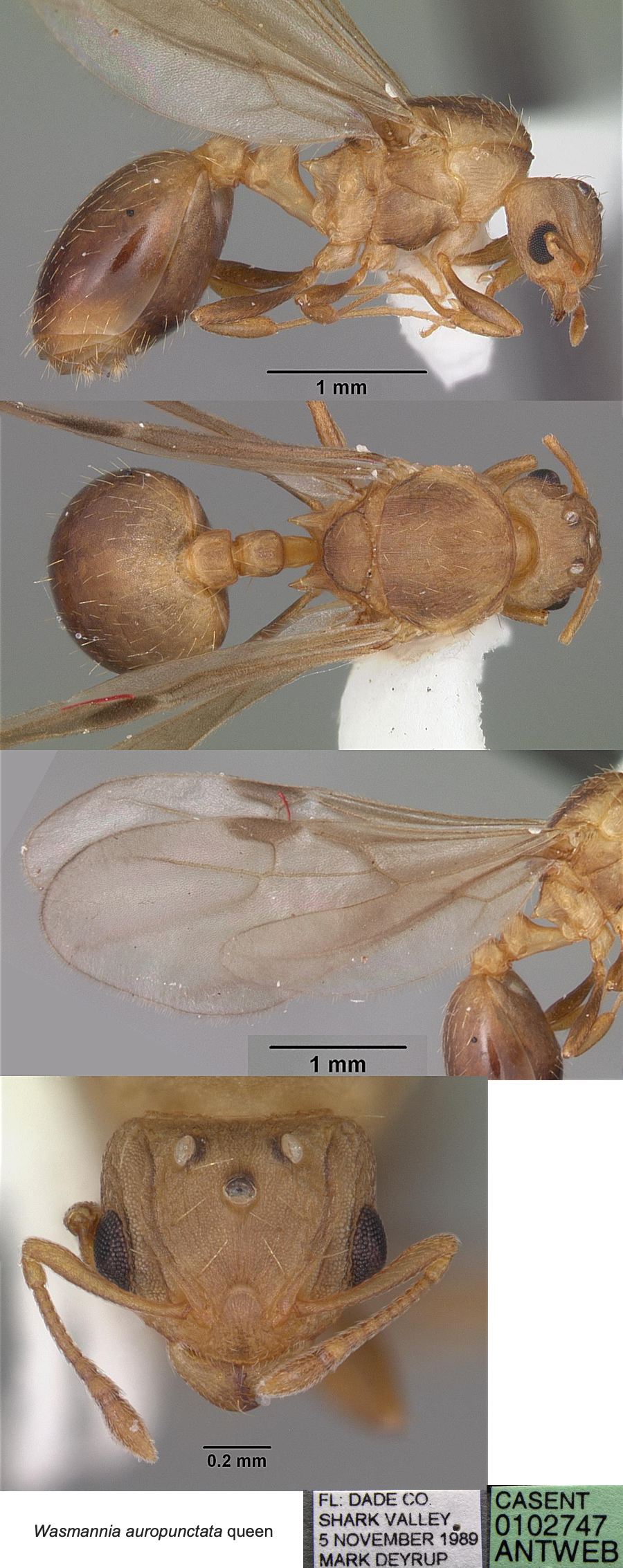 {Wasmannia auropunctata queen)